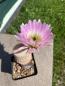 Preview: Echinocereus pectinatus lila